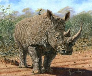painting of white rhino in Kruger National Park, South Africa
