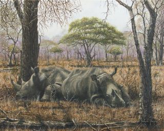 Painting Rhinos in Sabi Sand Game Reserve
